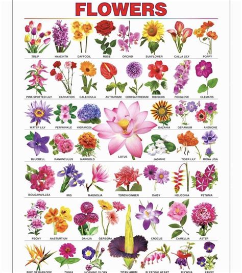 blumensorte|blumenarten mit namen und bilder.